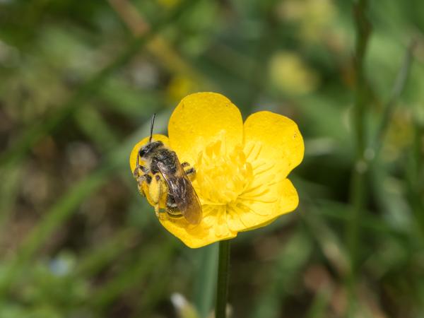 Les abeilles sauvages de Suisse Andrène fourchue - Andrena florivaga