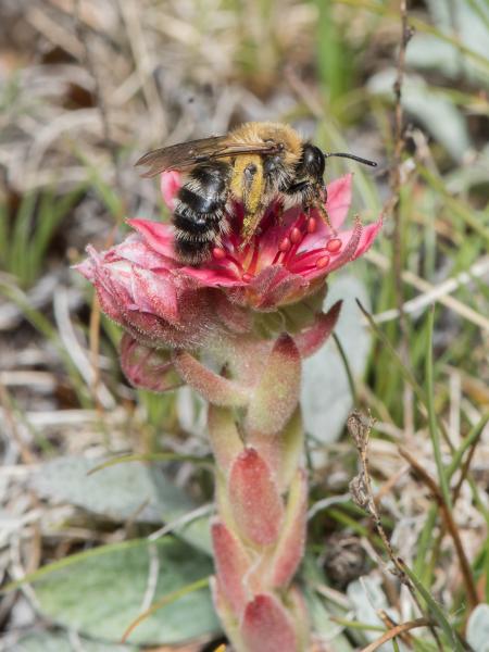 Les abeilles sauvages de Suisse  - Andrena freygessneri