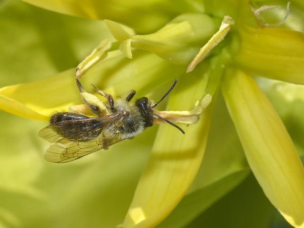 Les abeilles sauvages de Suisse  - Andrena fucata