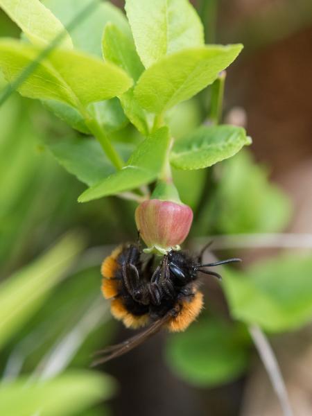 Les abeilles sauvages de Suisse  - Andrena fulva
