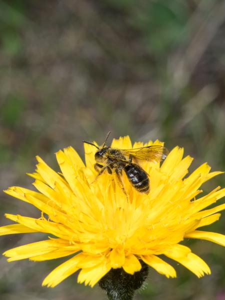 Les abeilles sauvages de Suisse Andrène blonde - Andrena fulvago
