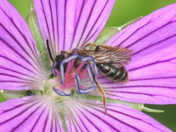 Les abeilles sauvages de Suisse Andrène blonde - Andrena fulvago