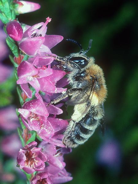 Les abeilles sauvages de Suisse  - Andrena fuscipes
