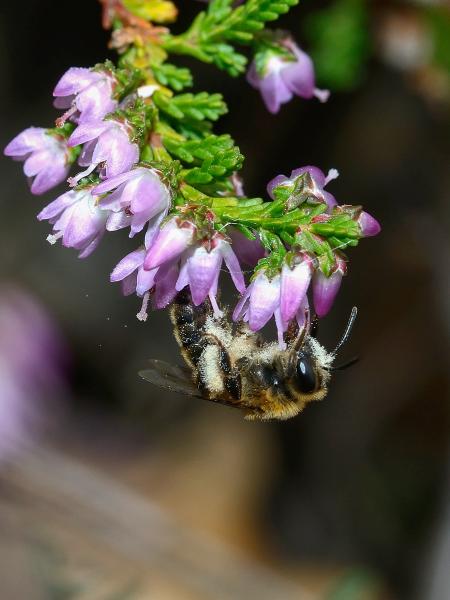 Les abeilles sauvages de Suisse  - Andrena fuscipes