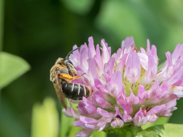 Les abeilles sauvages de Suisse  - Andrena gelriae
