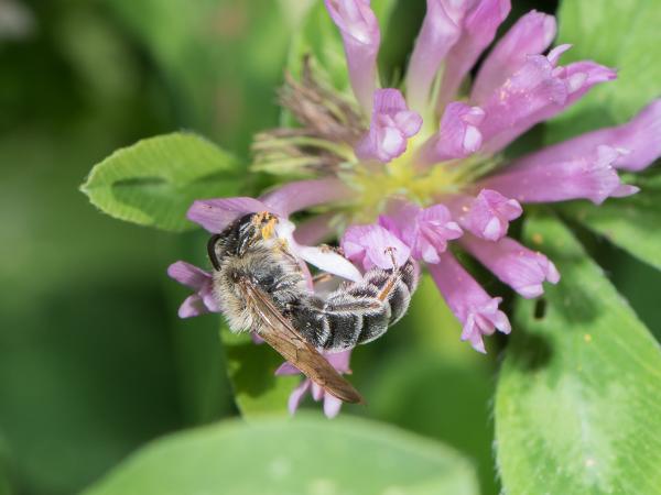 Les abeilles sauvages de Suisse  - Andrena gelriae