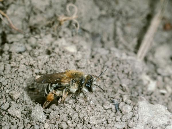 Wildbienen der Schweiz Weisse Bindensandbiene - Andrena gravida