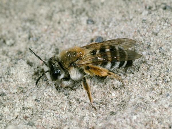 Wildbienen der Schweiz Weisse Bindensandbiene - Andrena gravida
