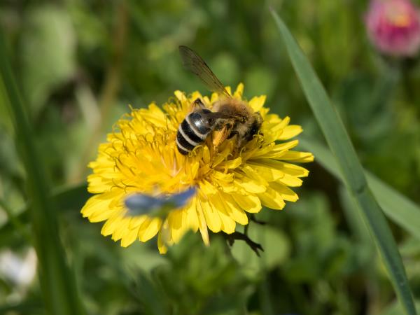 Wildbienen der Schweiz Weisse Bindensandbiene - Andrena gravida