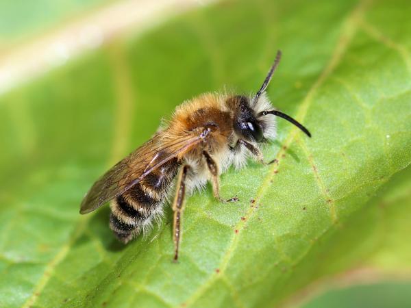 Wildbienen der Schweiz Weisse Bindensandbiene - Andrena gravida