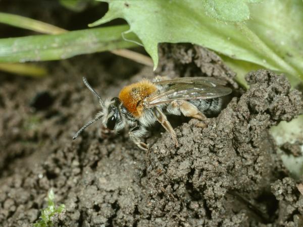 Wildbienen der Schweiz Rotschopfige Sandbiene - Andrena haemorrhoa
