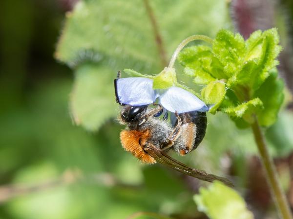 Wildbienen der Schweiz Rotschopfige Sandbiene - Andrena haemorrhoa