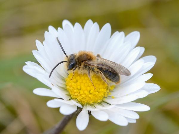 Wildbienen der Schweiz Rotschopfige Sandbiene - Andrena haemorrhoa