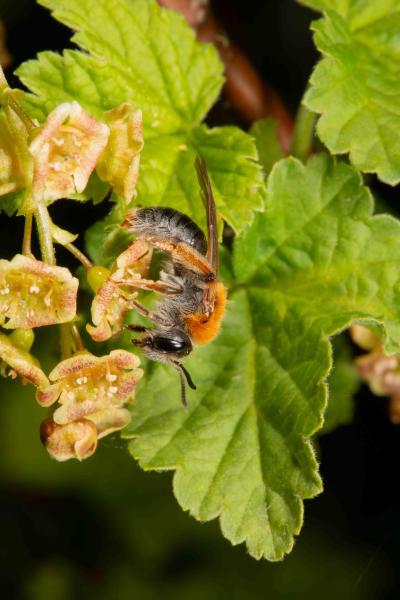 Wildbienen der Schweiz Rotschopfige Sandbiene - Andrena haemorrhoa