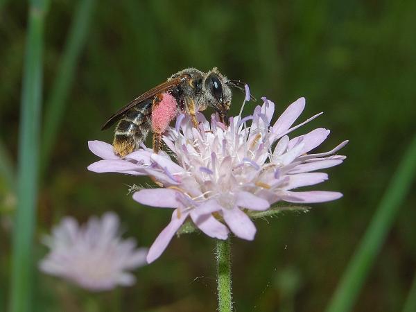Les abeilles sauvages de Suisse Andrène de la Knautie - Andrena hattorfiana