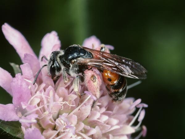 Les abeilles sauvages de Suisse Andrène de la Knautie - Andrena hattorfiana