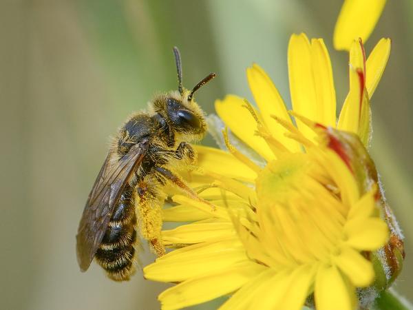 Les abeilles sauvages de Suisse Andrène de l'Epervière - Andrena hesperia