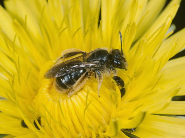 Wildbienen der Schweiz Gewöhnliche Dörnchensandbiene - Andrena humilis