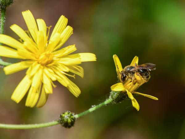 Wildbienen der Schweiz Gewöhnliche Dörnchensandbiene - Andrena humilis