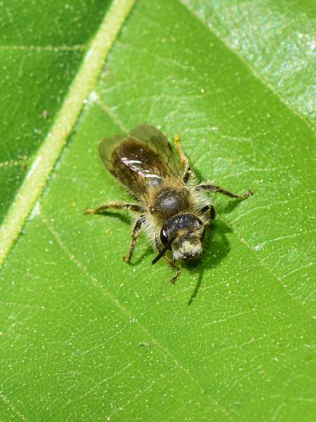 Wildbienen der Schweiz Gewöhnliche Dörnchensandbiene - Andrena humilis