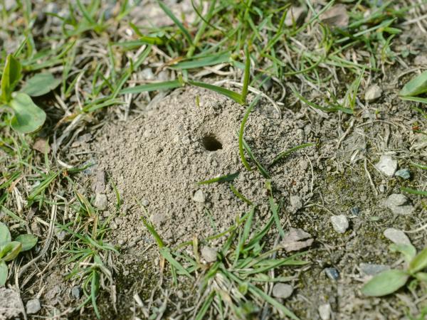 Wildbienen der Schweiz Gewöhnliche Dörnchensandbiene - Andrena humilis