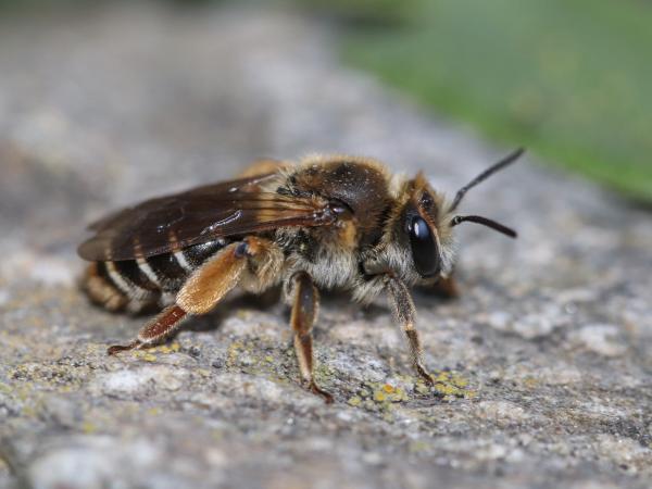 Wildbienen der Schweiz  - Andrena intermedia