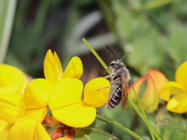 Wildbienen der Schweiz  - Andrena intermedia