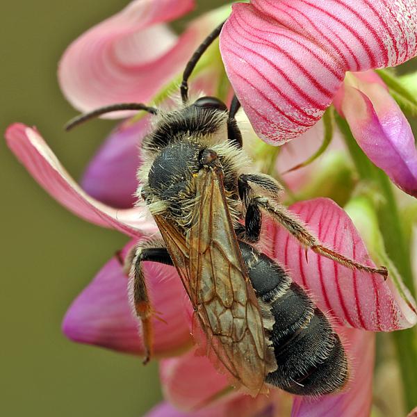 Wildbienen der Schweiz  - Andrena intermedia