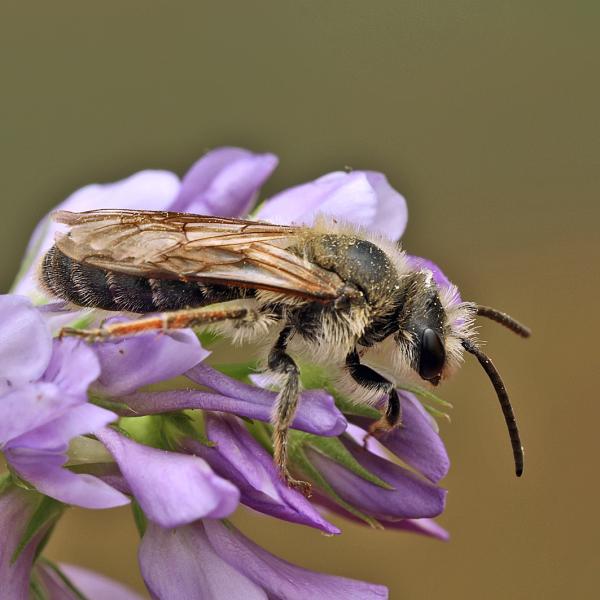Wildbienen der Schweiz  - Andrena intermedia