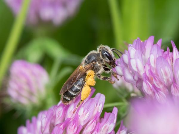Wildbienen der Schweiz Rotklee-Sandbiene - Andrena labialis