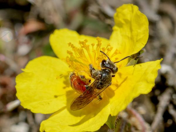 Wildbienen der Schweiz Rote Ehrenpreis-Sandbiene - Andrena labiata