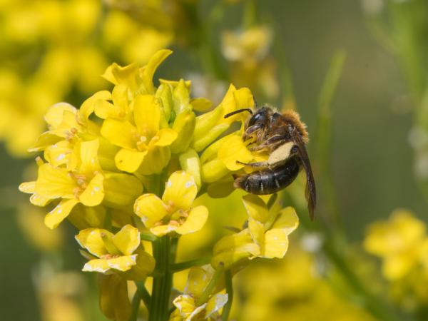 Les abeilles sauvages de Suisse Andrène deux-cellules - Andrena lagopus