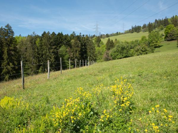 Les abeilles sauvages de Suisse Andrène deux-cellules - Andrena lagopus