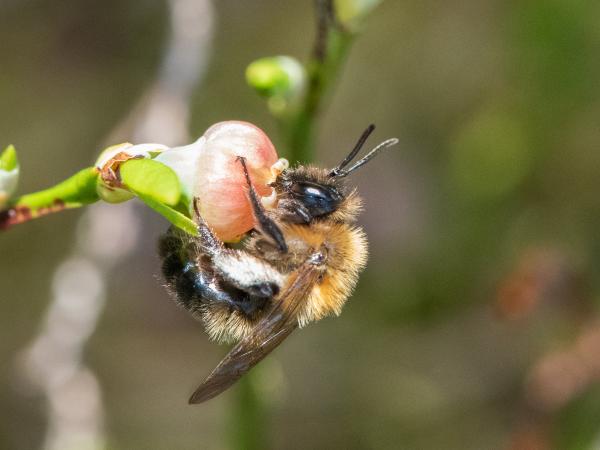 Les abeilles sauvages de Suisse  - Andrena lapponica