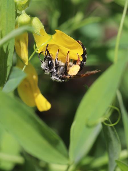 Wildbienen der Schweiz Zaunwicken-Sandbiene - Andrena lathyri