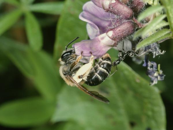 Wildbienen der Schweiz Zaunwicken-Sandbiene - Andrena lathyri