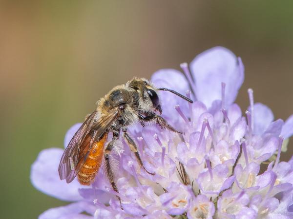 Les abeilles sauvages de Suisse Andrène de la Scabieuse - Andrena marginata