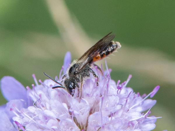 Les abeilles sauvages de Suisse Andrène de la Scabieuse - Andrena marginata