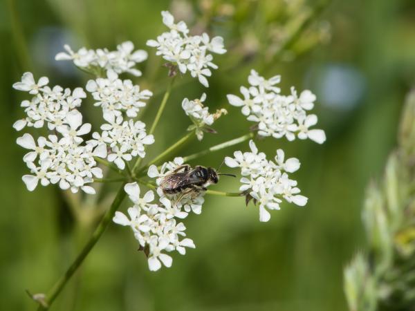 Les abeilles sauvages de Suisse  - Andrena minutuloides