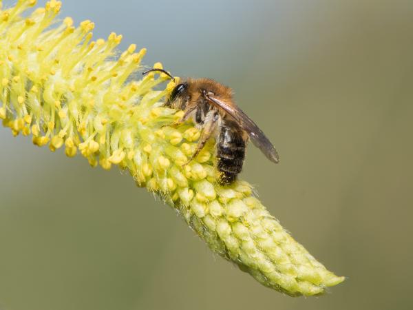 Les abeilles sauvages de Suisse  - Andrena mitis