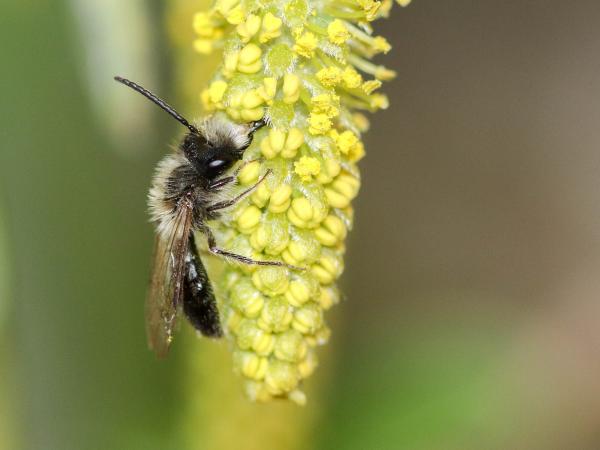 Les abeilles sauvages de Suisse  - Andrena mitis