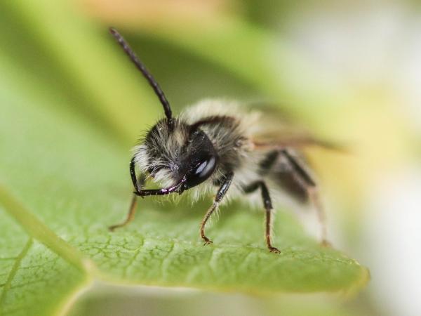 Les abeilles sauvages de Suisse  - Andrena mitis