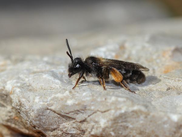 Wildbienen der Schweiz  - Andrena amieti