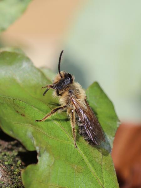 Les abeilles sauvages de Suisse Andrène noire-bronze - Andrena nigroaenea