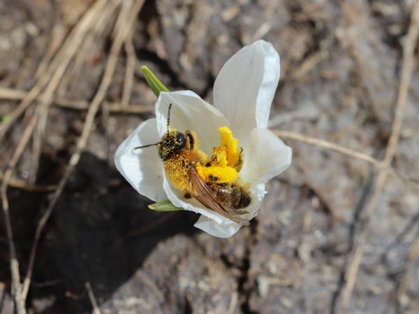 Les abeilles sauvages de Suisse Andrène noire-bronze - Andrena nigroaenea