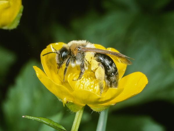 Les abeilles sauvages de Suisse Andrène limpide - Andrena nitida