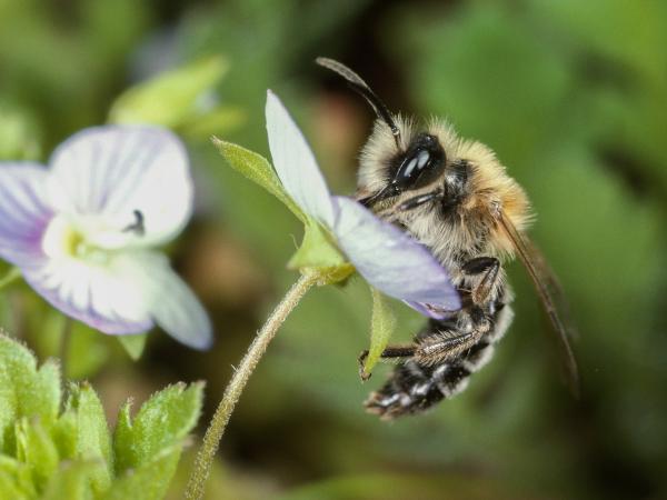 Les abeilles sauvages de Suisse Andrène limpide - Andrena nitida