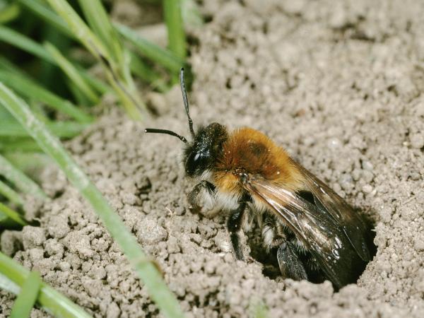 Les abeilles sauvages de Suisse Andrène limpide - Andrena nitida