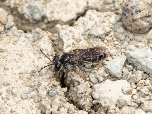 Wildbienen der Schweiz Sommer-Kielsandbiene - Andrena nitidiuscula