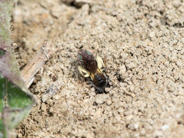Wildbienen der Schweiz Sommer-Kielsandbiene - Andrena nitidiuscula